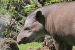 Tapir