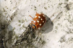 Vierzehntropfiger Marienkäfer, Calvia quatuordecimguttata
