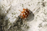 Vierzehntropfiger Marienkäfer, Calvia quatuordecimguttata
