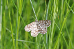 Gitterspanner, Chiasmia clathrata