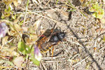 Zweifarbige Schneckenhaus-Mauerbiene, Osmia bicolor