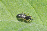Kupfrige Sonnenspringspinne, Heliophanus cupreus