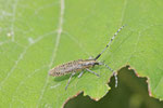 Distel-Scheckhornbock, Agapanthia villosoviridescens
