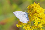 Faulbaumbläuling, Celastrina argiolus