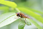 Schwebfliege, männl., Syrphus sp.