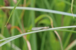 Große Pechlibelle, weibl., Ischnura elegans, frisch geschlüpft