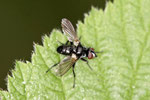 Erdwanzenfliege, Phania funesta
