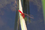 Feuerlibelle, männl., Crocothemis erythraea