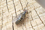 Gem. Viehbremse, Tabanus bromius