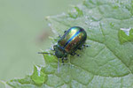 Blattkäfer, Chrysomelidae sp.