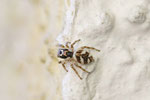 Zebraspringspinne, Salticus scenicus