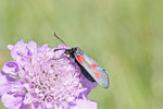 Kleines Fünffleck-Widderchen, Zygaena viciae