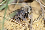 Weidensandbiene, Andrena vaga, styloptisiert