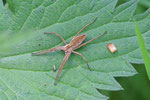 Listspinne, Pisaura mirabilis