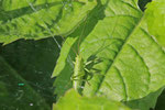 Heupferd, Larve, Tettigonia sp.