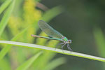 Gebänderte Prachtlibelle, weibl., Calopteryx splendens