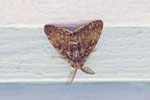 Schwammspinner, Lymantria dispar