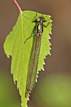 Frühe Adonislibelle, Pyrrhosoma nymphula