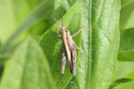 Grashüpfer, Larve, Chorthippus sp.