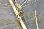 Große Königslibelle, Anax imperator