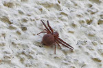 Krabbenspinne, Xysticus sp.