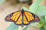 Monarch, Danaus plexippus