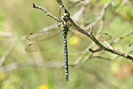 Blaugrüne Mosaikjungfer, Aeshna cyanea