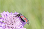 Kleines Fünffleck-Widderchen, Zygaena viciae