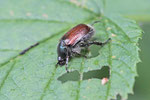 Gartenlaubkäfer, Phyllopertha horticola