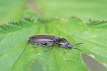 Schnellkäfer, Hemicrepidius sp.