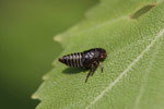 Maskenzikade, Larve, Oncopsis sp.