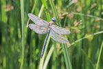Große Königslibelle, männl., Anax imperator