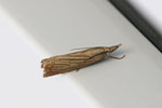 Rispengraszünsler, Chrysoteuchia culmella