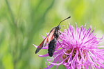 Widderchen, Zygaena purpuralis/minos