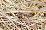 Igelfliege, Tachina cf. fera
