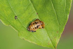Asiatischer Marienkäfer, Puppe, Harmonia axyridis