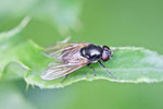 Erz-Schwebfliege, Cheilosia sp.