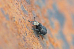 Großer Breitrüssler, Platyrhinus resinosus