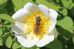 Furchenbiene, Halictus sexcinctus/scabiosae
