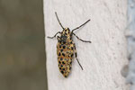 Großer Frostspanner, weibl., Erannis defoliaria