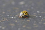 Zweiundzwanzigpunkt - Marienkäfer, Psyllobora vigintiduopunctata