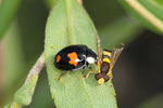 Asiatischer Marienkäfer, Harmonia axyridis, Farbform conspicua