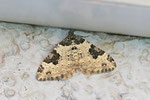 Gemeiner Blattspanner, Xanthorhoe fluctuata