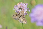 Gammaeule, Autographa gamma