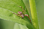 Gartenkreuzspinne, männl., Araneus diadematus
