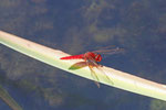 Feuerlibelle, männl., Crocothemis erythraea