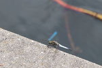 Großer Blaupfeil, männl., Orthetrum cancellatum