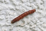 Raupe der Hausmutter, Noctua pronuba