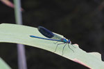 Gebänderte Prachtlibelle, männl., Calopteryx splendens