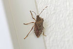 Marmorierte Baumwanze, Halyomorpha halys
